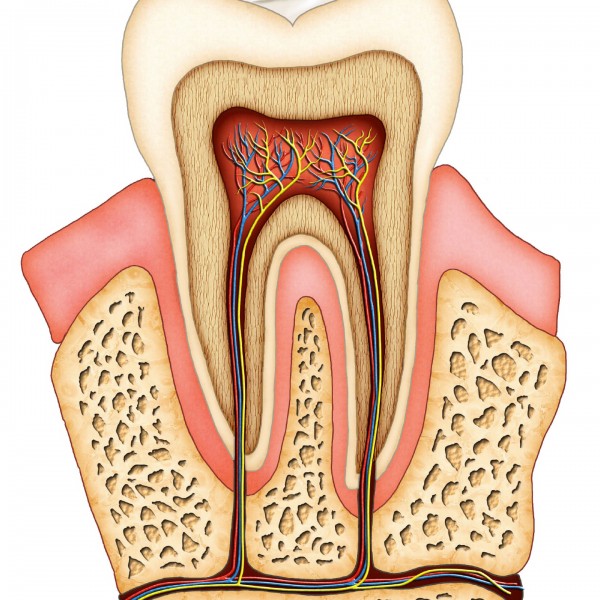 Endodontia - Tratamento e canal